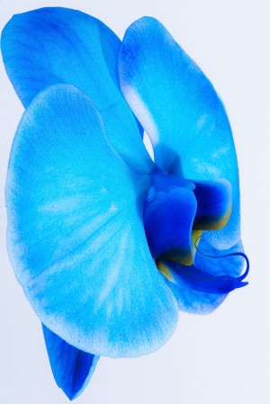 ORCHIDÉE BLEUE